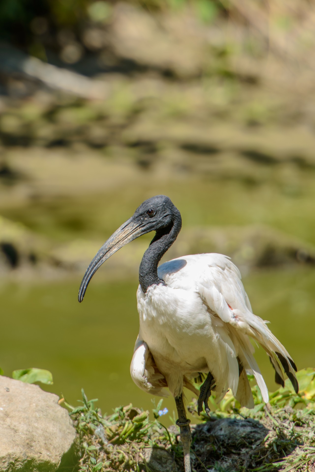 Ibis,  Šventas,  Threskiornis & Nbsp,  Aethiopicus,  Paukštis,  Sparnai,  Skristi,  Vanduo,  Gyvūnas,  Snapas