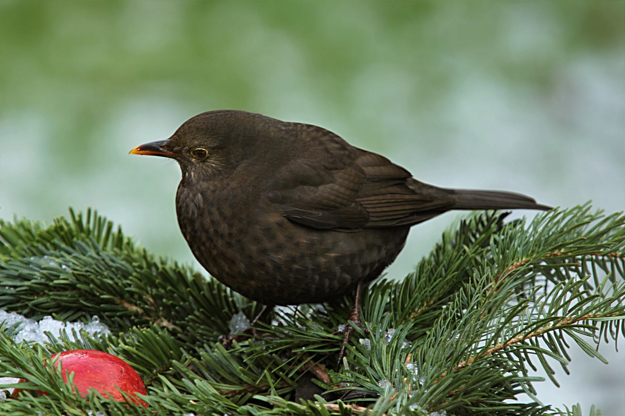 Akceleratorius, Turdus Philomelos, Paukštis, Žiema, Sodas, Maitinimas, Nemokamos Nuotraukos,  Nemokama Licenzija