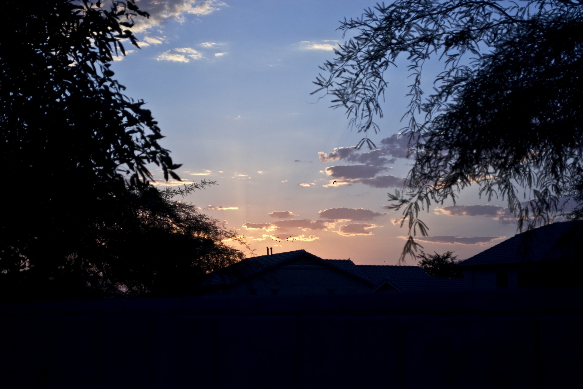 Saulėtekis,  Arizona,  Medžiai,  Kraštovaizdis,  Per Medžius, Nemokamos Nuotraukos,  Nemokama Licenzija