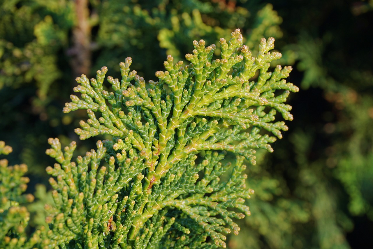 Tuja, Augalas, Gamta, Filialas, Medis, Gyvybės Medis, Žalias, Cupressaceae, Sodas, Pflane