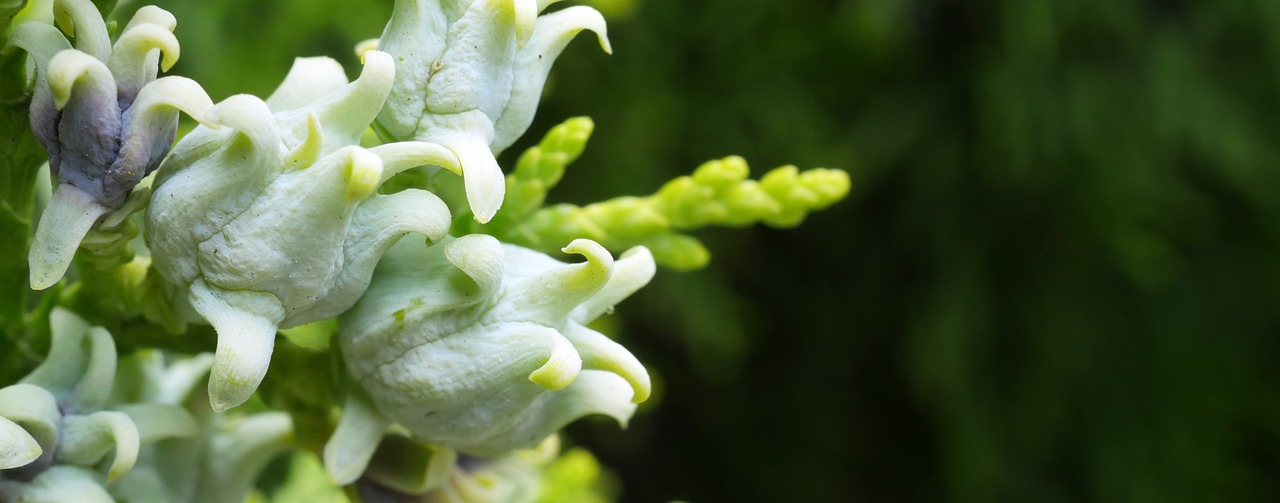 Tuja, Thuja Lebensbaum, Thuja Occidentalis, Kiparisas, Uždaryti, Makro, Dekoratyvinis Augalas, Vaisiai, Sėklos, Bakstelėkite