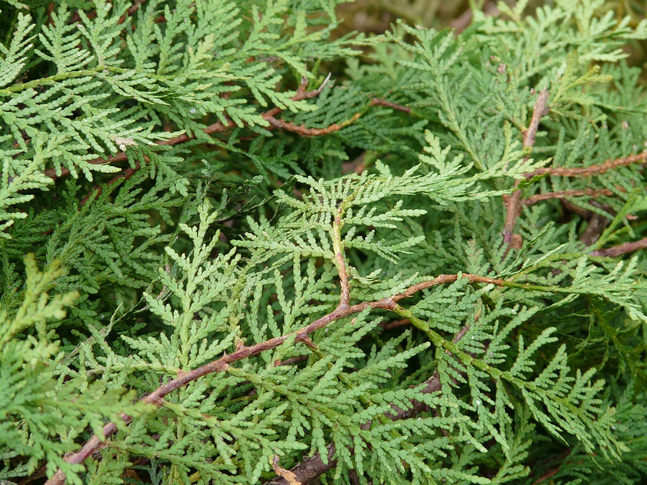 Tuja, Thuja Lebensbaum, Thuja Occidentalis, Vakarietiška Tuja, Paprastoji Thuja, Gyvybės Medis, Pflane, Kiparisas Po Stiklu, Cupressaceae, Kaip Pušis