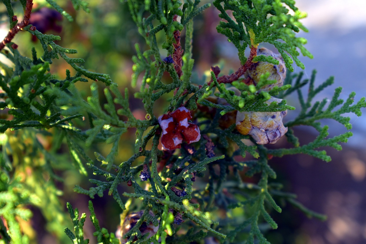 Thuja Pumpurai, Thuja Augalas, Arborvitaes, Kedrai, Spygliuočių, Nemokamos Nuotraukos,  Nemokama Licenzija