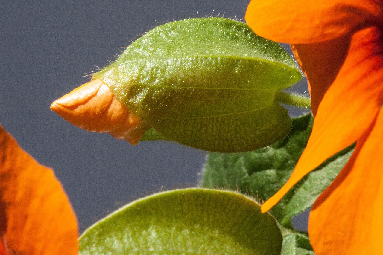 Thunbergia, Alata, Juodas Eyed Susan, Oranžinė, Budas, Žiedas, Žydėti, Gamta, Gėlė, Augalas