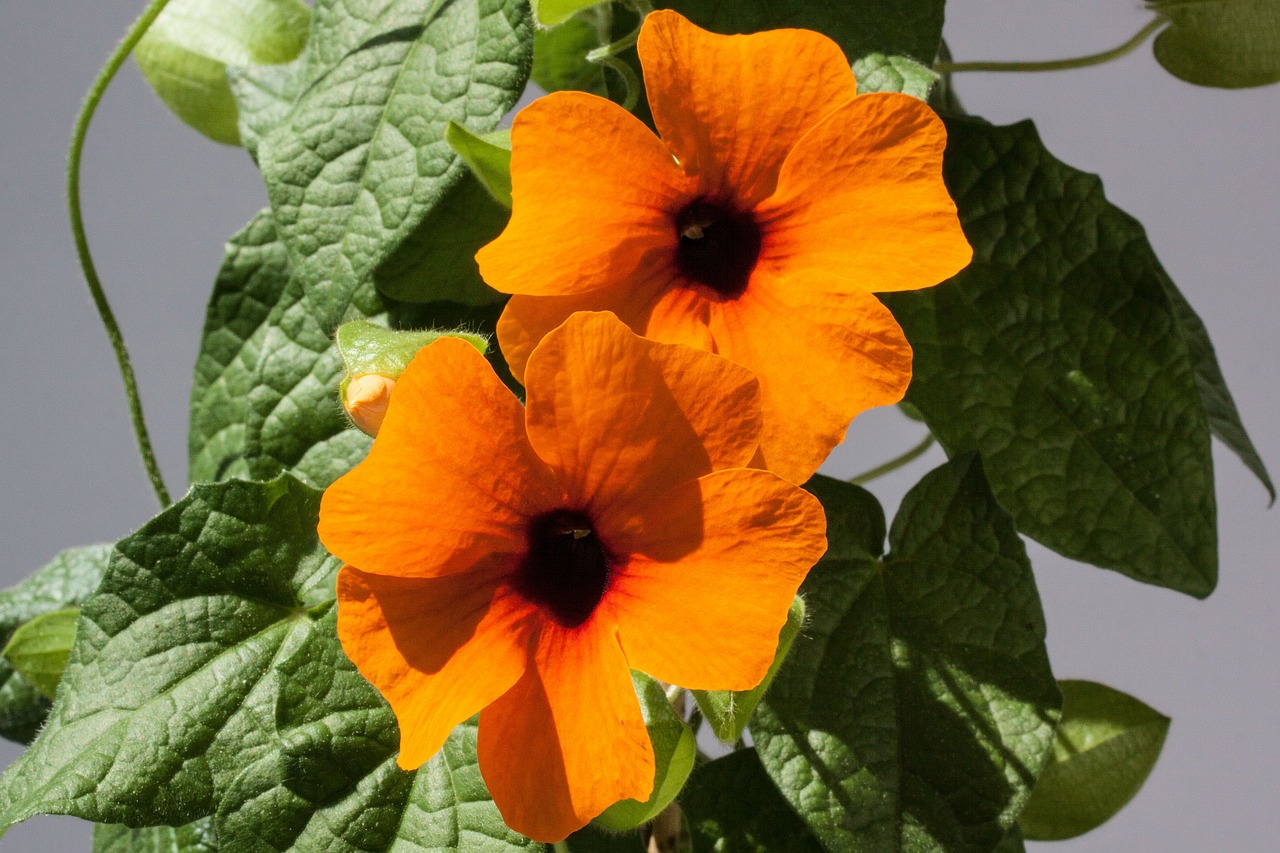 Thunbergia, Alata, Juodas Eyed Susan, Oranžinė, Gėlės, Žiedas, Žydėti, Gamta, Gėlė, Augalas