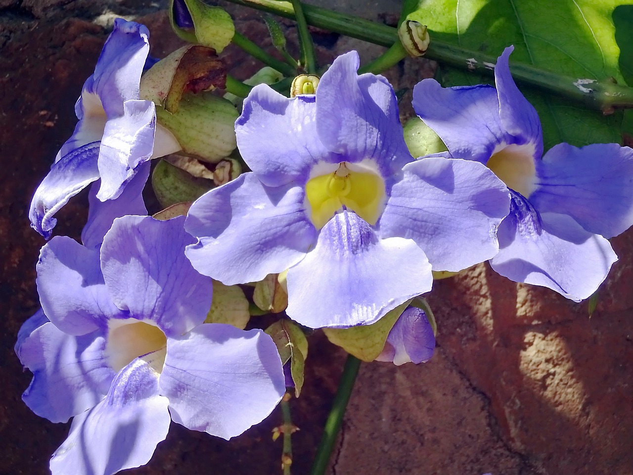 Thunbergia,  Thunbergia Grandiflora,  Gėlė,  Mėlyna,  Tropical,  Creepy,  Violetinė,  Žiedlapiai,  Violetinė,  Gamta