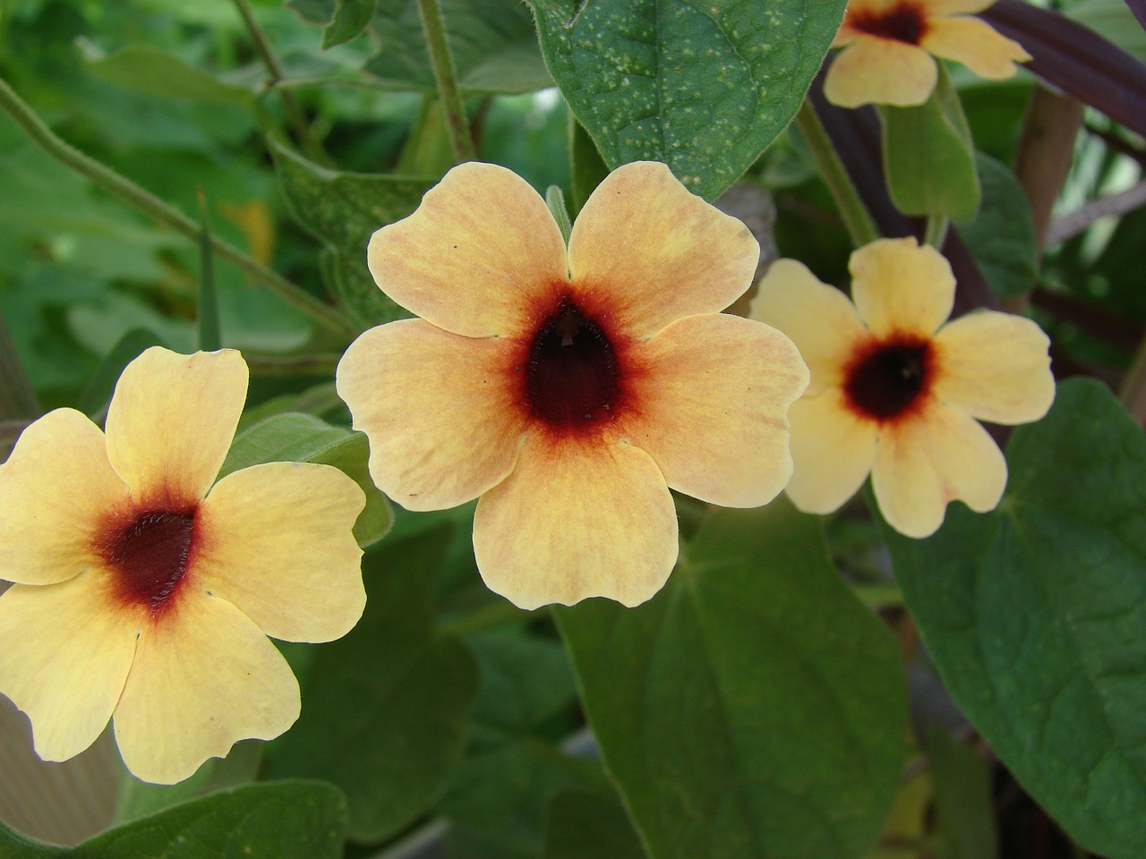 Thunbergia, Alata, Ispanų, Akys, Gėlė, Žydėti, Sodas, Žiedlapis, Juodai Akimis, Susan