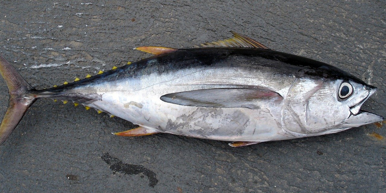 Thunnus, Tunų, Žuvis, Didžiaakis Tunas, Obesus, Grobuoniškos Žuvys, Žvejyba, Meeresbewohner, Vandens Tvarinys, Nemokamos Nuotraukos