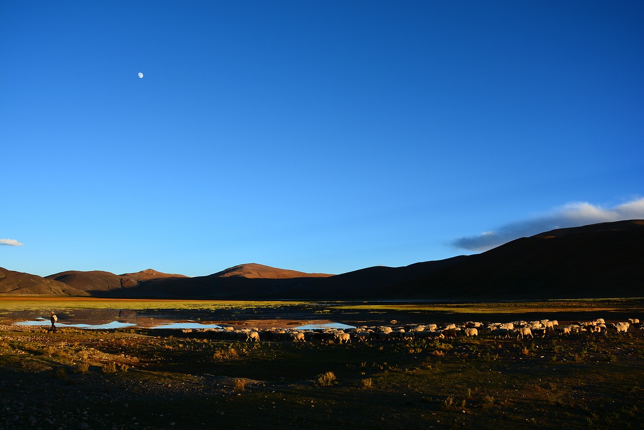 Tibetas, Bandos Grąžina, Žiemą, Nemokamos Nuotraukos,  Nemokama Licenzija