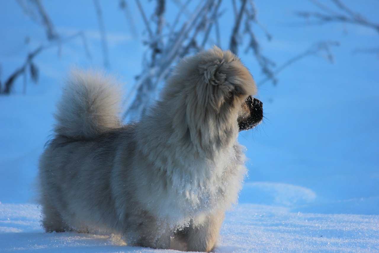 Tibetiečių Spanielis, Šuniukas, Žiema, Sniegas, Nemokamos Nuotraukos,  Nemokama Licenzija