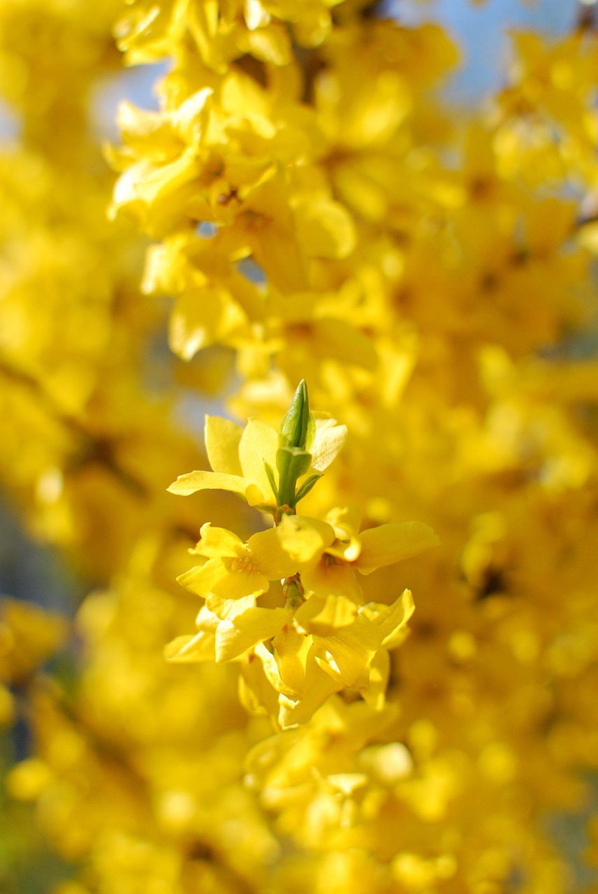 Bilietas,  Laburnum,  Pavasaris,  Geltona,  Gamta,  Gėlė, Nemokamos Nuotraukos,  Nemokama Licenzija