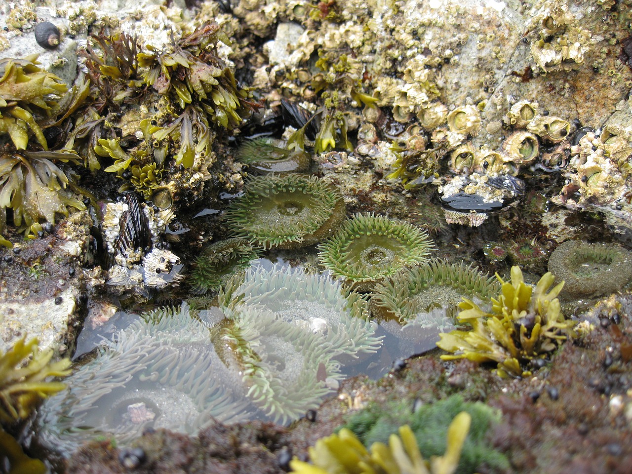 Potvynis, Baseinas, Kranto, Šlapias, Organizmas, Rokas, Jūros Anemonis, Jūros Dumbliai, Pakrantė, Vasara