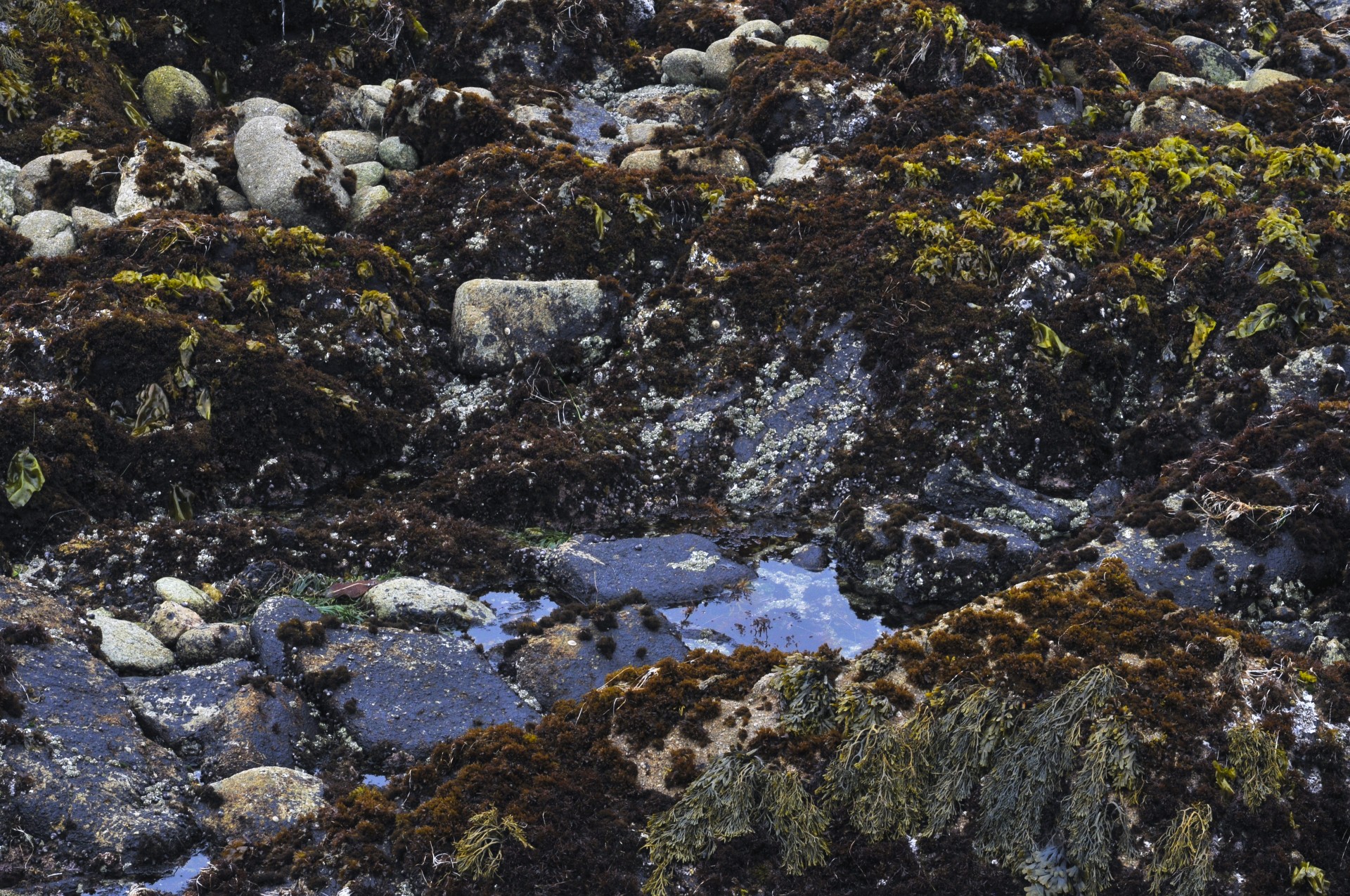 Tidepool,  Žemas & Nbsp,  Potvynis,  Vandenynas,  Jūra,  Papludimys,  Jūros Dumbliai,  Vanduo,  Rokas,  Jūros Gyvenimas