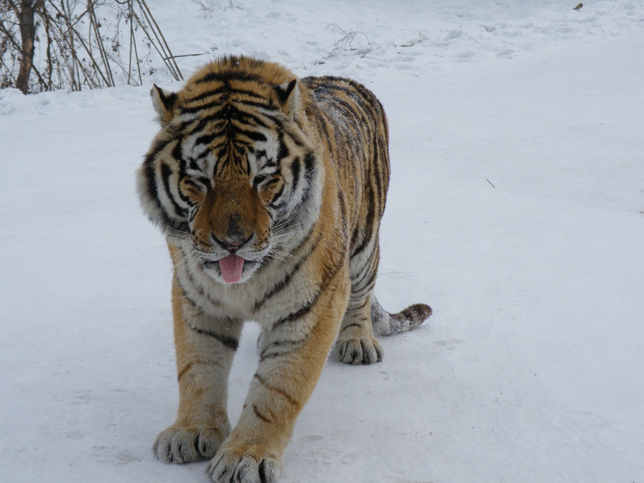 Sibiro Tigras, Harbin, Žiema, Sniegas, Katė, Nemokamos Nuotraukos,  Nemokama Licenzija