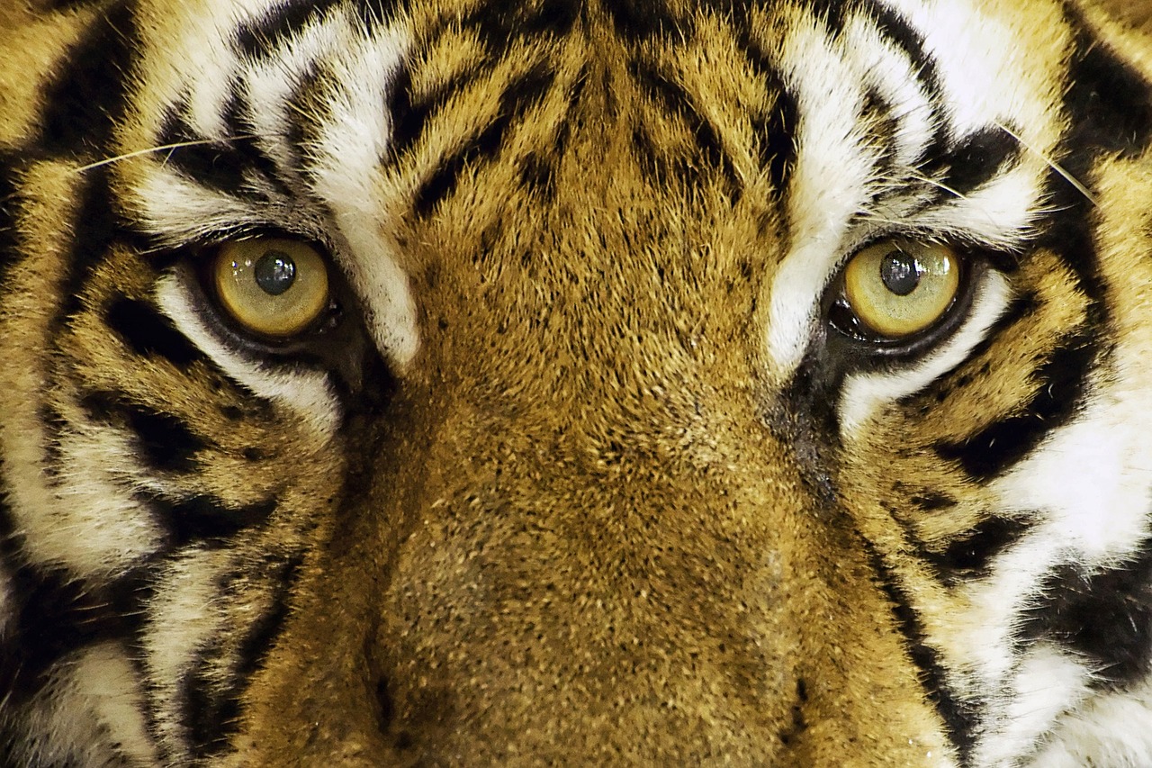 Tigras, Kačių, Laukiniai, Laukinis Gyvūnas, Zoologijos Sodas, Gyvūnas, Laukiniai Gyvūnai, Gamta, Indija, Indre