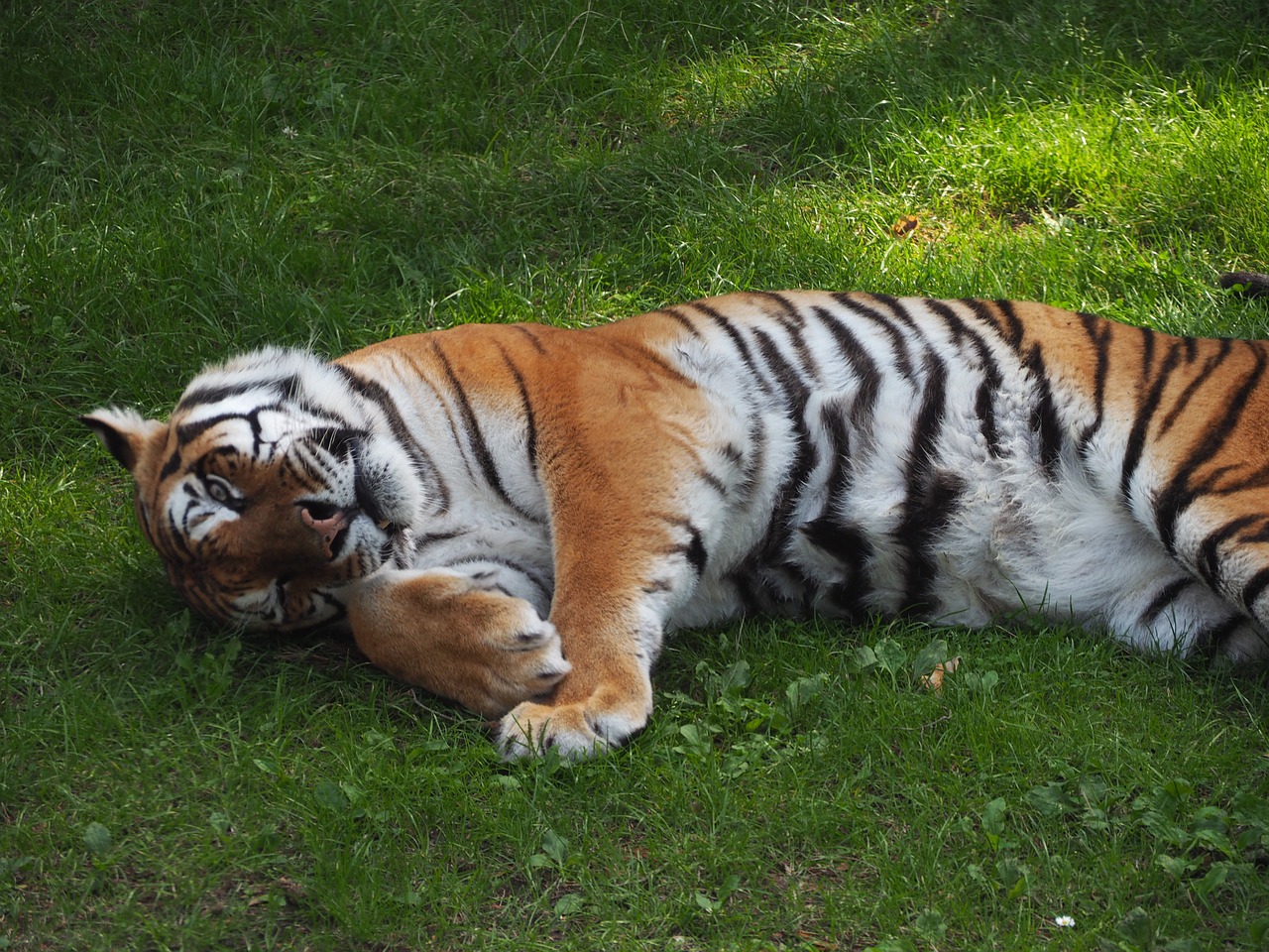 Tigras, Zoologijos Sodas, Katė, Vokietija, Serengeti Parkas, Nemokamos Nuotraukos,  Nemokama Licenzija