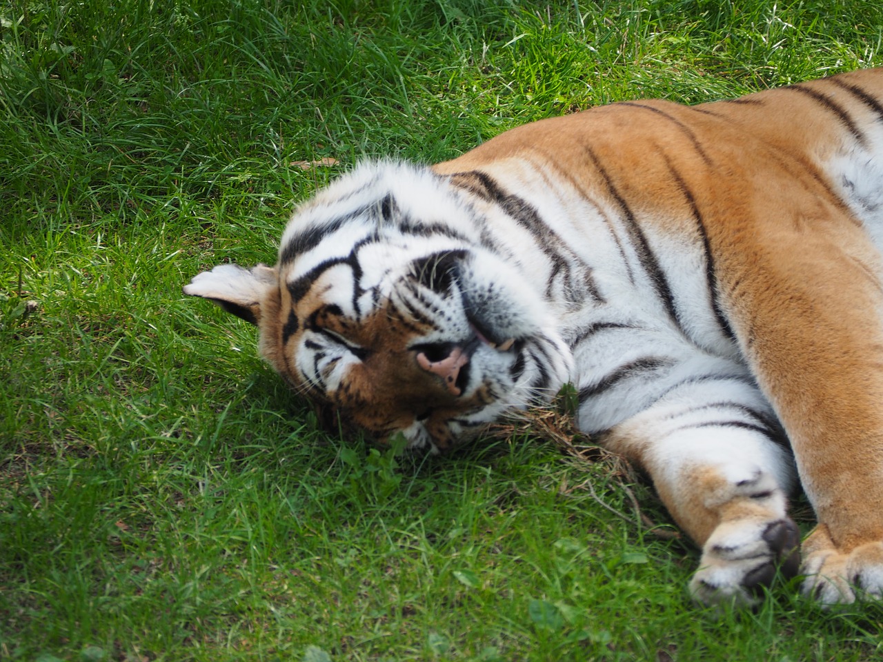 Tigras, Katė, Serengeti Parkas, Zoologijos Sodas, Vokietija, Nemokamos Nuotraukos,  Nemokama Licenzija