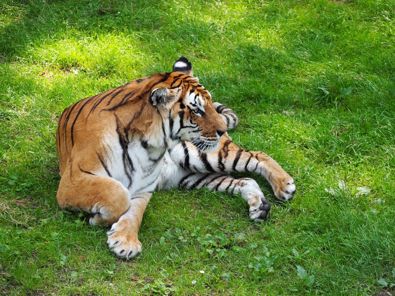Tigras, Katė, Serengeti Parkas, Plėšrūnas, Tiergarten, Vokietija, Nemokamos Nuotraukos,  Nemokama Licenzija
