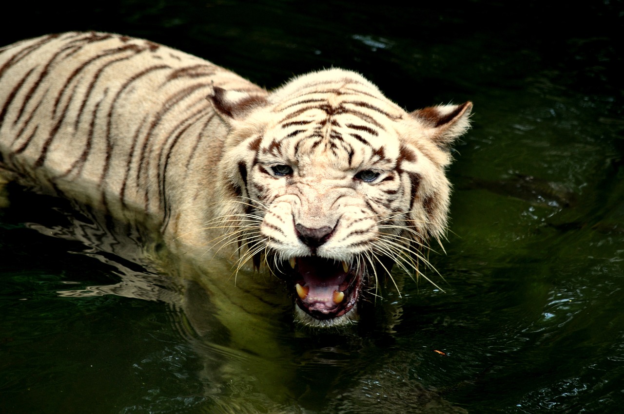 Tigras, Zoologijos Sodas, Laukinė Gamta, Plėšrūnas, Mėsėdis, Džiunglės, Kailis, Wildcat, Agresyvus, Pavojingas
