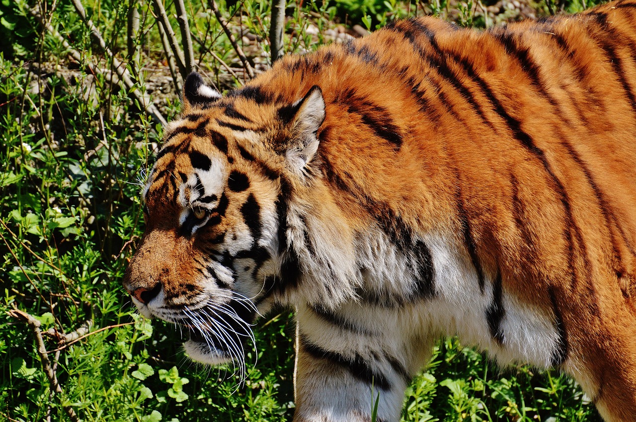 Tigras, Plėšrūnas, Kailis, Gražus, Pavojingas, Katė, Laukinės Gamtos Fotografija, Gyvūnų Pasaulis, Tierpark Hellabrunn, Munich