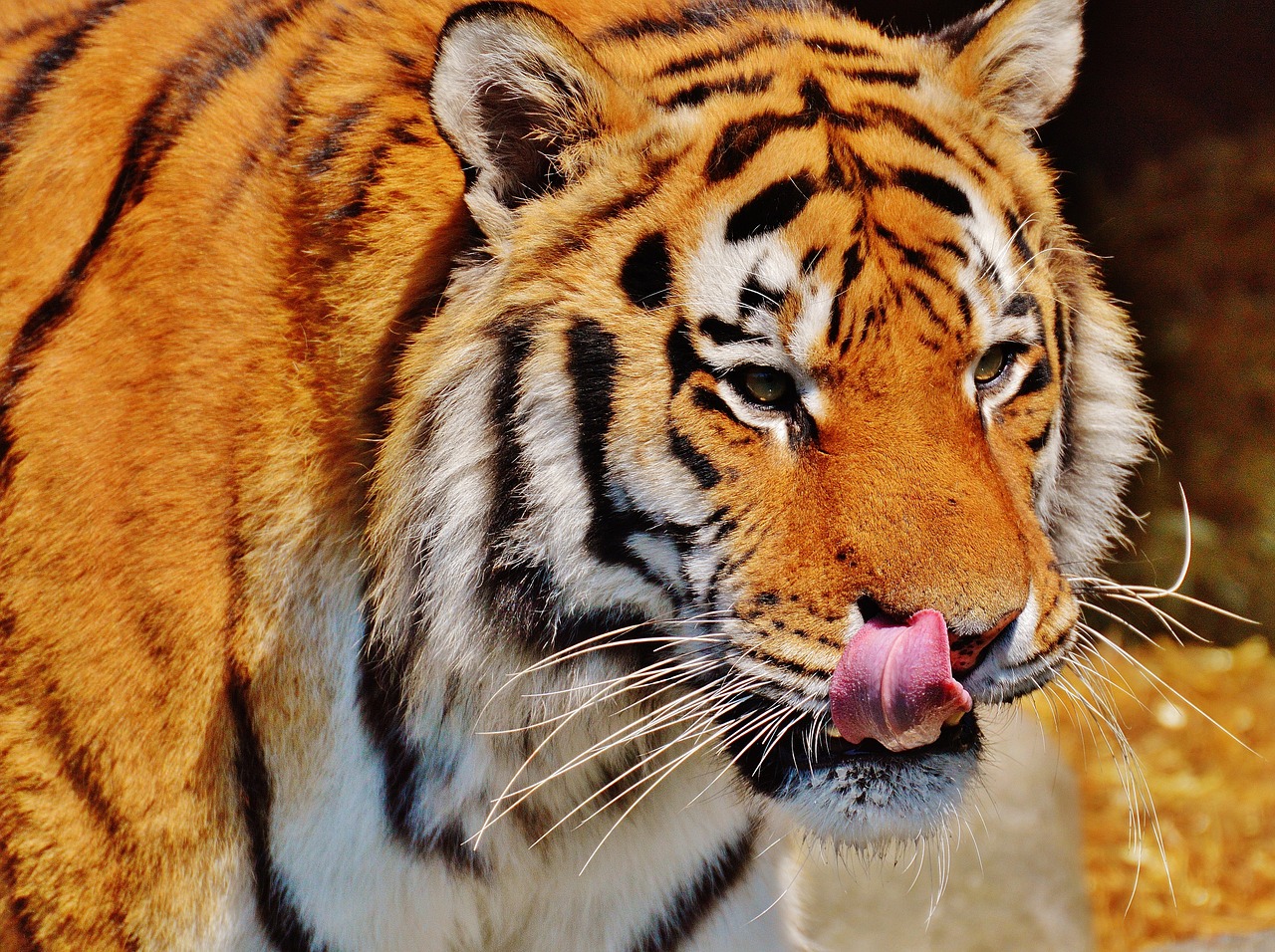 Tigras, Plėšrūnas, Kailis, Gražus, Pavojingas, Katė, Laukinės Gamtos Fotografija, Gyvūnų Pasaulis, Tierpark Hellabrunn, Munich