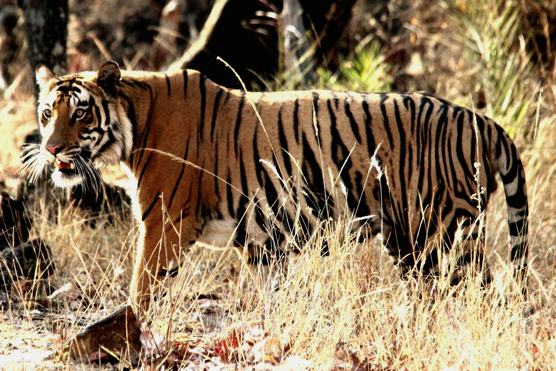 Tigras,  Medžioti,  Indija,  Bandhavgarh,  Tigras, Nemokamos Nuotraukos,  Nemokama Licenzija
