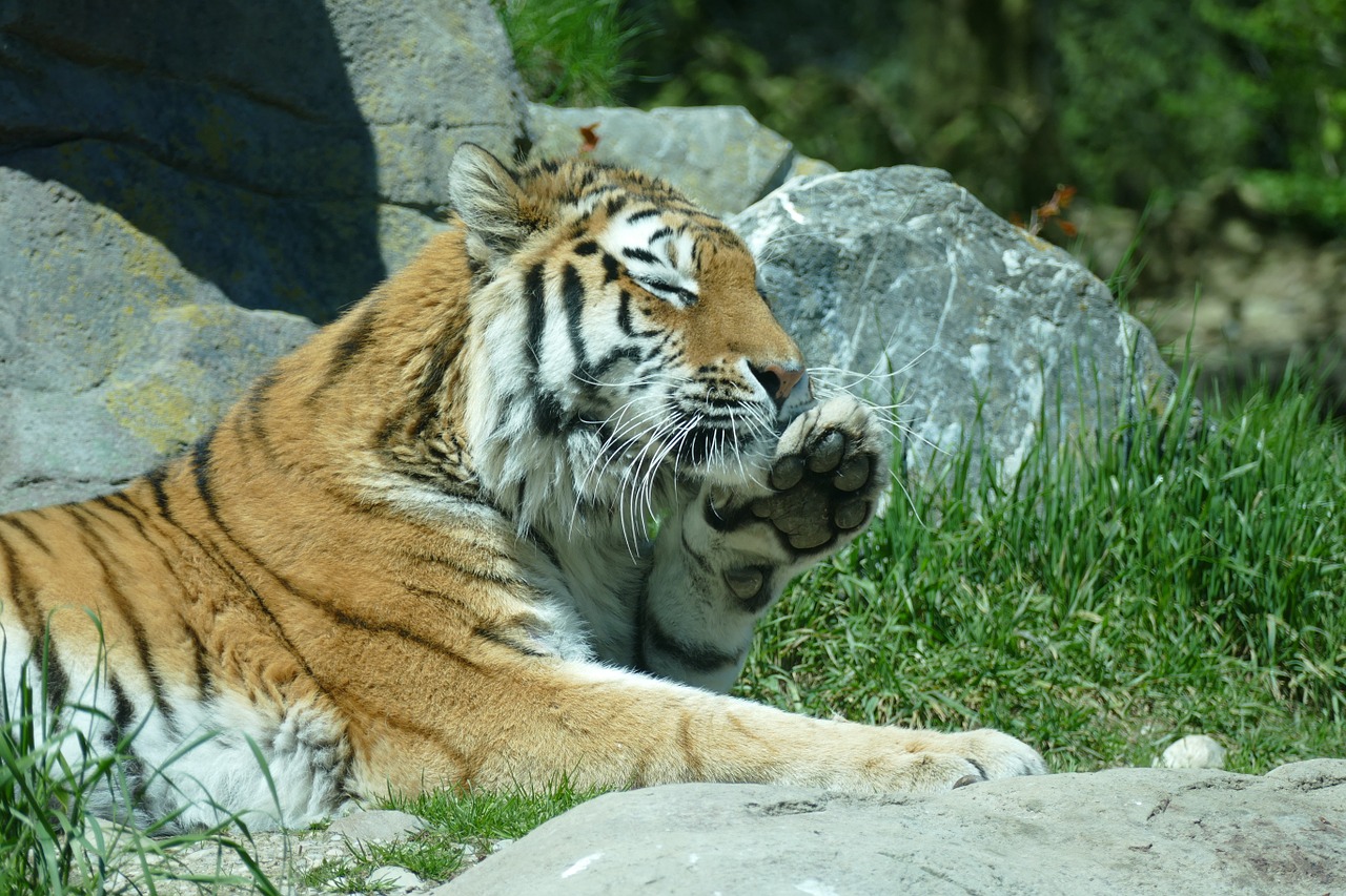 Tigras, Amurtiger, Sibiro Tigras, Katė, Plėšrūnas, Mėsėdžiai, Nemokamos Nuotraukos,  Nemokama Licenzija