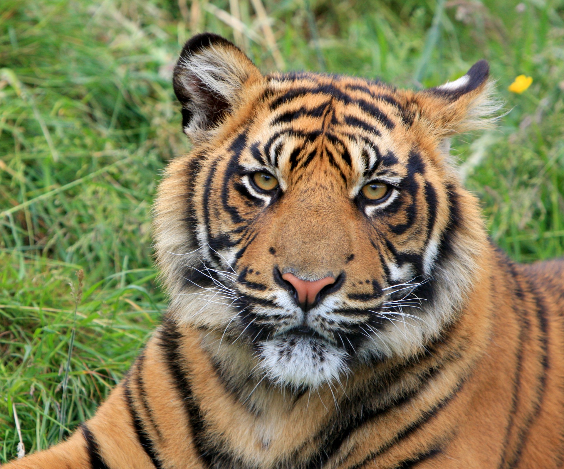 Tigras,  Sumatranas,  Gyvūnas,  Laukiniai,  Laukinė Gamta,  Katė,  Didelis,  Gražus,  Veidas,  Galva