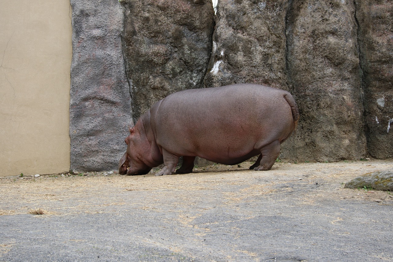 Tigras, Gyvūnas, Zoologijos Sodas, Laukinė Gamta, Gamta, Nemokamos Nuotraukos,  Nemokama Licenzija