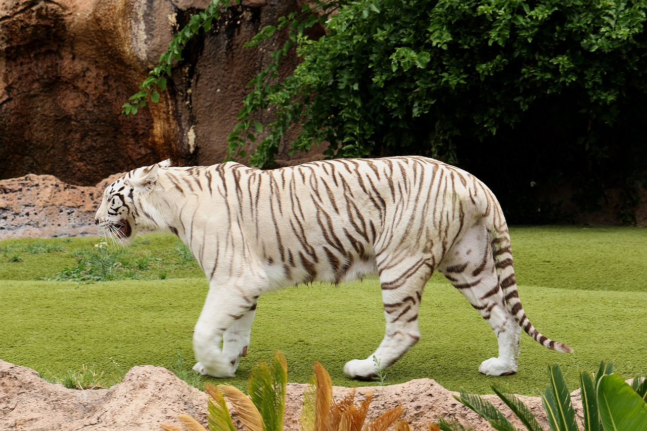 Tigras, Baltasis Tigras, Laukinis Katinas, Plėšrūnas, Gyvūnas, Ūsai, Balta, Tabby, Katė, Pavojingas