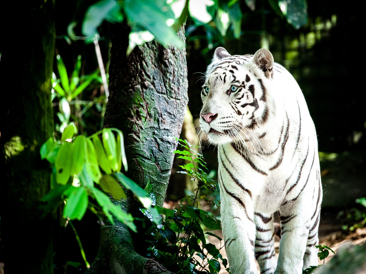 Tigras, Baltasis Tigras, Wildcat, Balta Königstieger, Katė, Singapūro Zoologijos Sode, Didelė Katė, Nemokamos Nuotraukos,  Nemokama Licenzija