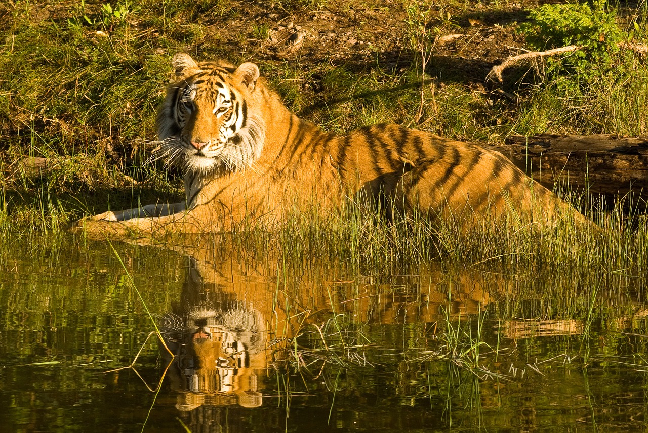 Tigras, Sibiro Tigras, Tigro Atspindys, Vandenyje, Žinduolis, Mėsėdis, Oranžinė, Kačių, Dryžuotas, Katė