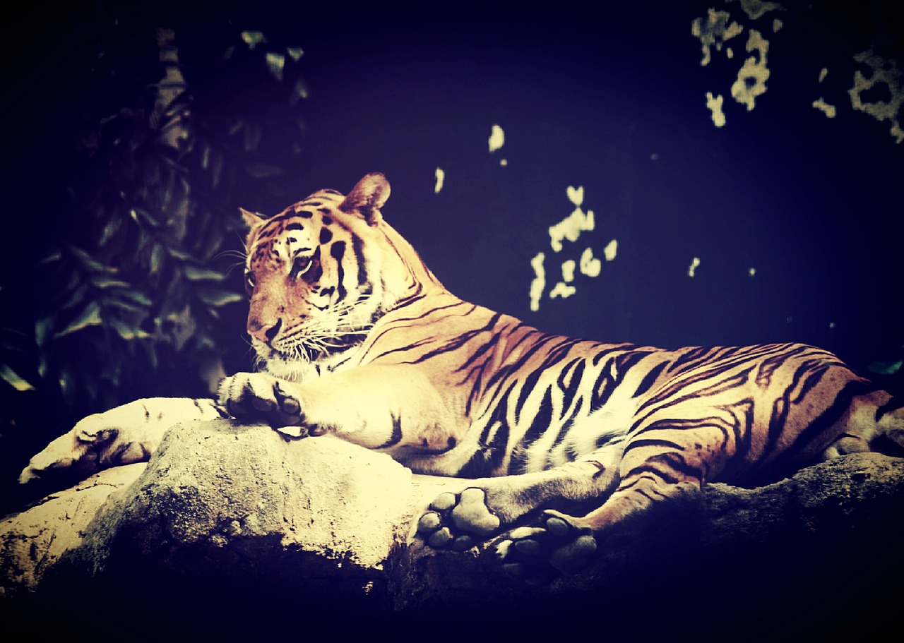 Tigras, Indija, Gyvūnas, Бенгальский, Asian, Bambukas, Galva, Tigras, Bengališkas Tigras, Žinduolis