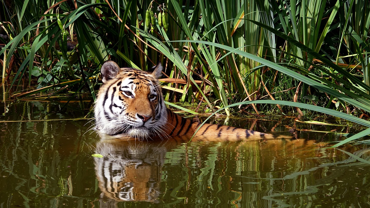 Tigras, Katė, Zoologijos Sodas, Nemokamos Nuotraukos,  Nemokama Licenzija