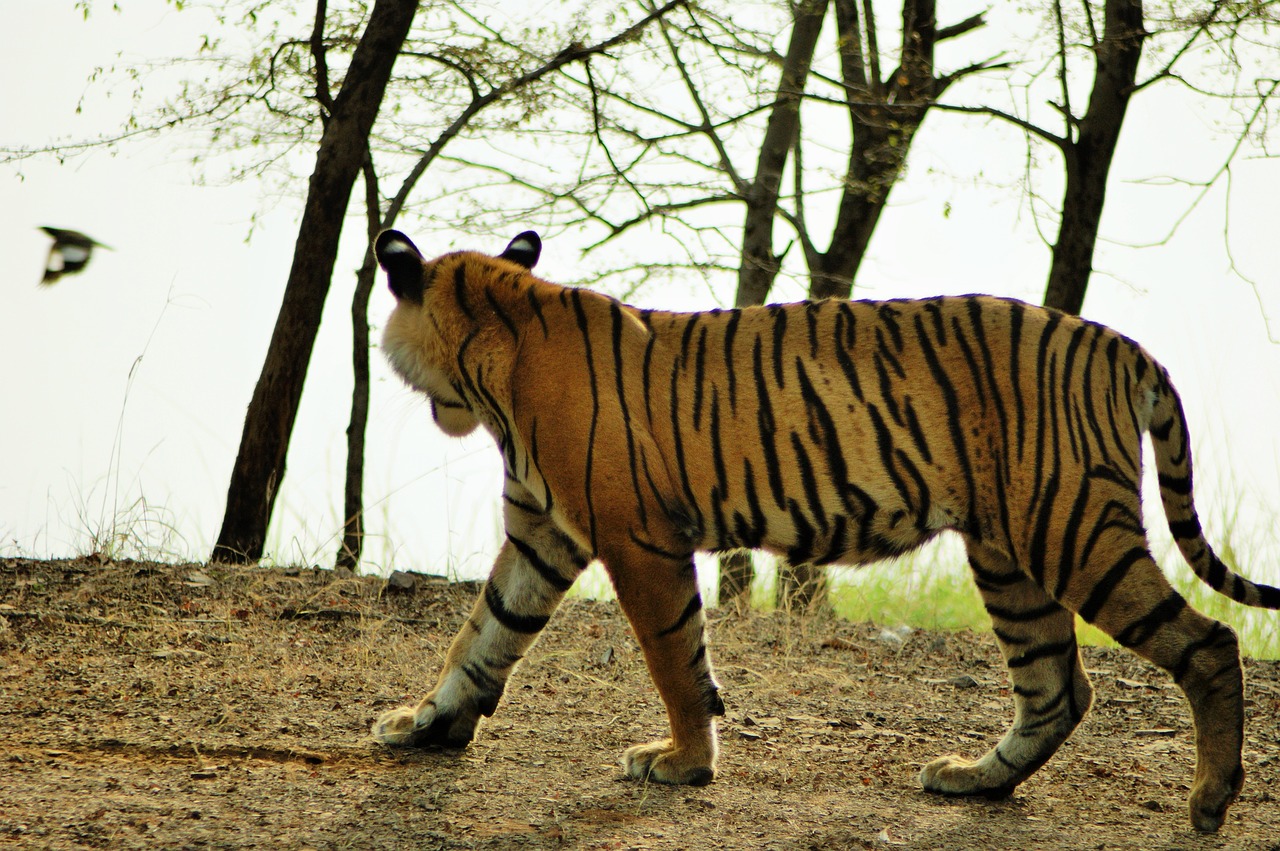 Tigras, Laukinė Gamta, Indija, Gamta, Laukiniai, Kačių, Dryžuotas, Plėšrūnas, Tigro Safari, Katė