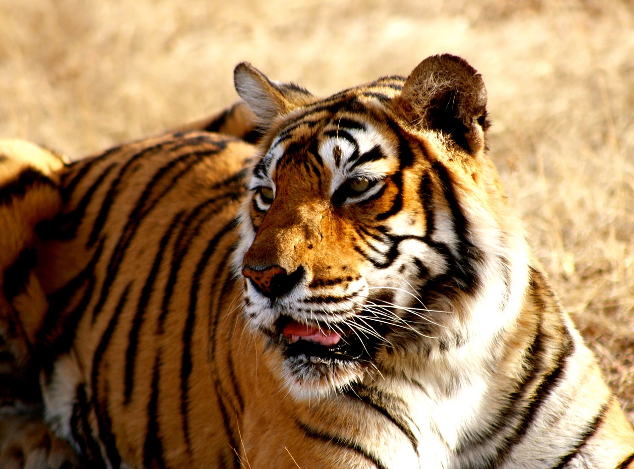 Tigras, Indija, Laukinė Gamta, Бенгальский, Laukiniai, Gamta, Asija, Miškas, Džiunglės, Lauke
