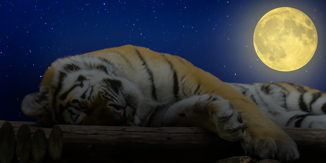 Tigras, Miegoti, Labos Nakties, Katė, Poilsis, Atsipalaidavimas, Pertrauka, Mėnulis, Naktis, Rūpestis