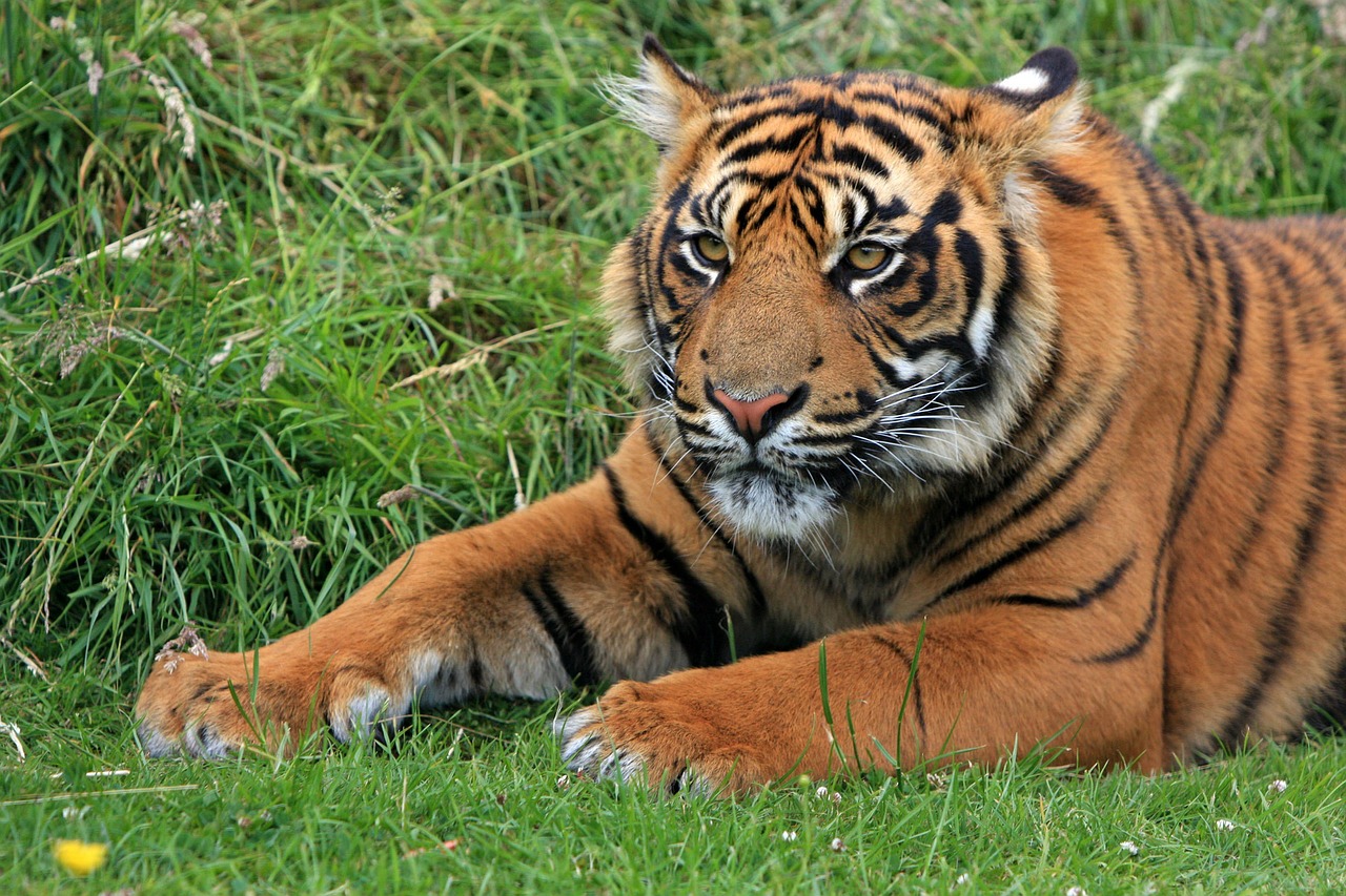 Tigras, Sumatranas, Sumatrano Tigras, Tigro Kubas, Cub, Jaunas, Mielas, Gražus, Portretas, Gyvūnas