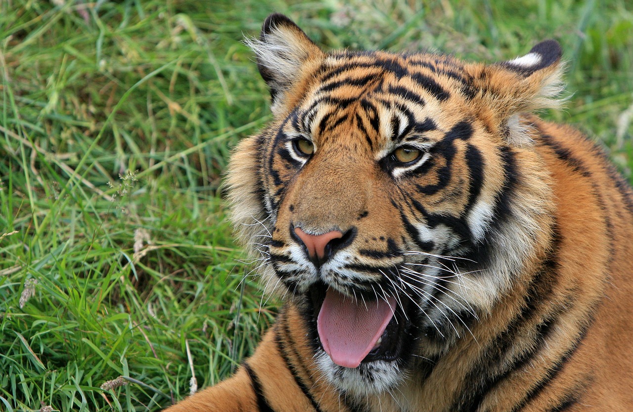 Tigras, Cub, Tigro Kubas, Sumatranas, Mielas, Gražus, Gyvūnas, Iš Arti, Laukiniai, Laukinė Gamta