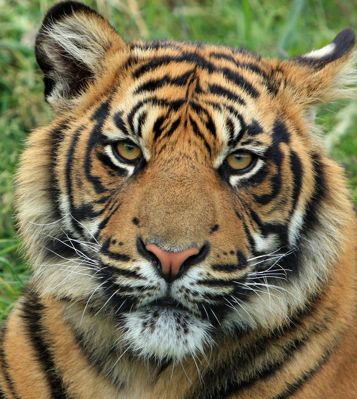 Tigras, Cub, Tigro Kubas, Didelė Katė, Kačių, Gyvūnas, Laukinė Gamta, Sumatrano Tigras, Iš Arti, Portretas