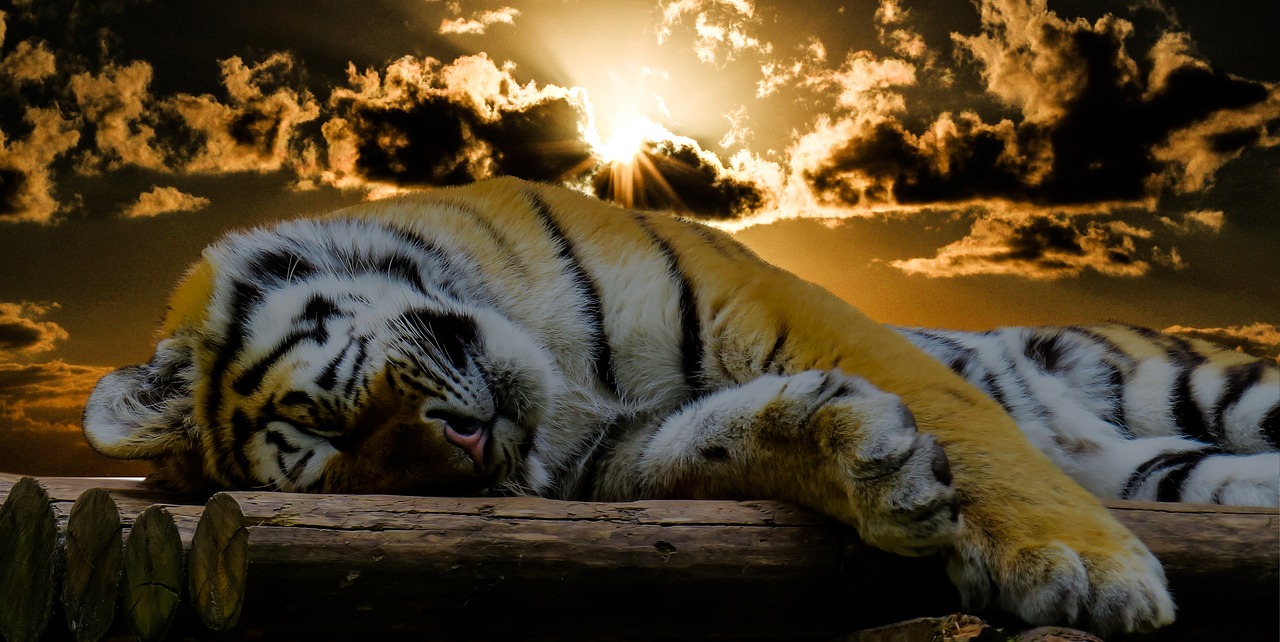 Tigras, Miegoti, Poilsis, Katė, Labos Nakties, Atsipalaidavimas, Rūpestis, Tingus, Atsipalaiduoti, Kačių Portretas