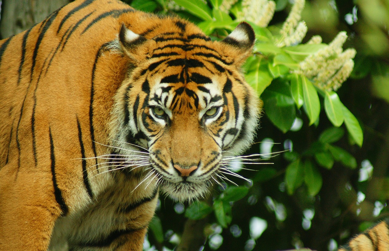 Tigras, Didelė Katė, Laukinė Gamta, Dryžuotas, Kailis, Kačių, Žinduolis, Mėsėdis, Sumatranas, Nemokamos Nuotraukos
