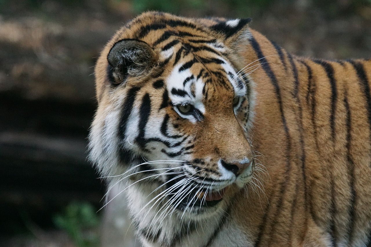 Tigras, Amurtiger, Plėšrūnas, Katė, Mėsėdžiai, Siberianas, Pavojingas, Žiūrėti, Zoologijos Sodas, Laukinės Gamtos Fotografija