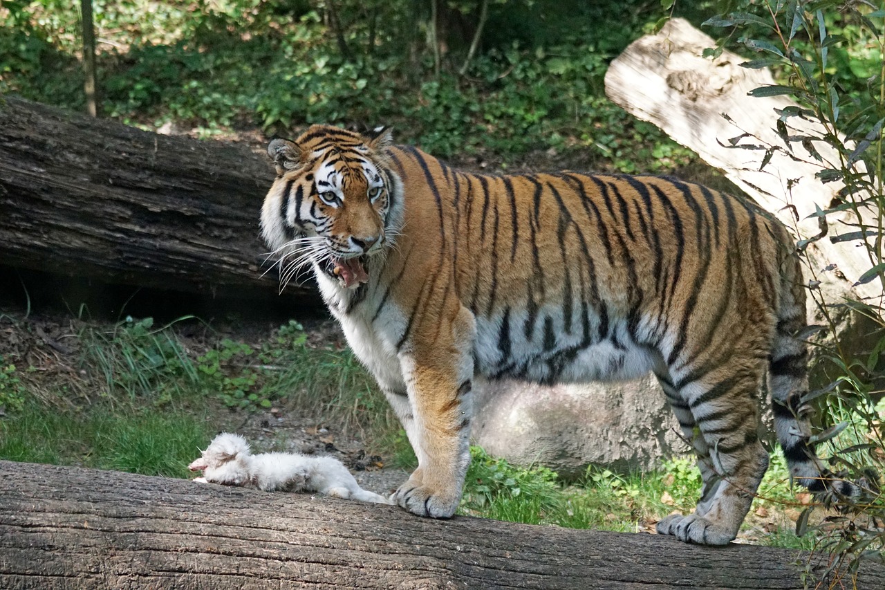 Tigras, Amurtiger, Plėšrūnas, Katė, Mėsėdžiai, Siberianas, Pavojingas, Žiūrėti, Maistas, Kiškis