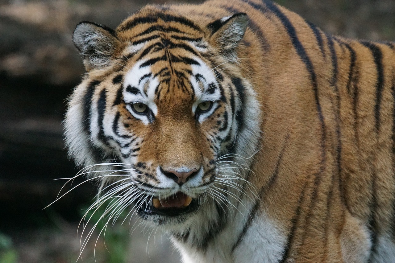 Tigras, Amurtiger, Plėšrūnas, Katė, Mėsėdžiai, Siberianas, Pavojingas, Žiūrėti, Zoologijos Sodas, Laukinės Gamtos Fotografija