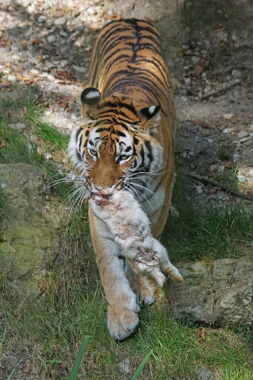 Tigras, Amurtiger, Plėšrūnas, Katė, Mėsėdžiai, Siberianas, Pavojingas, Maistas, Grobis, Kiškis