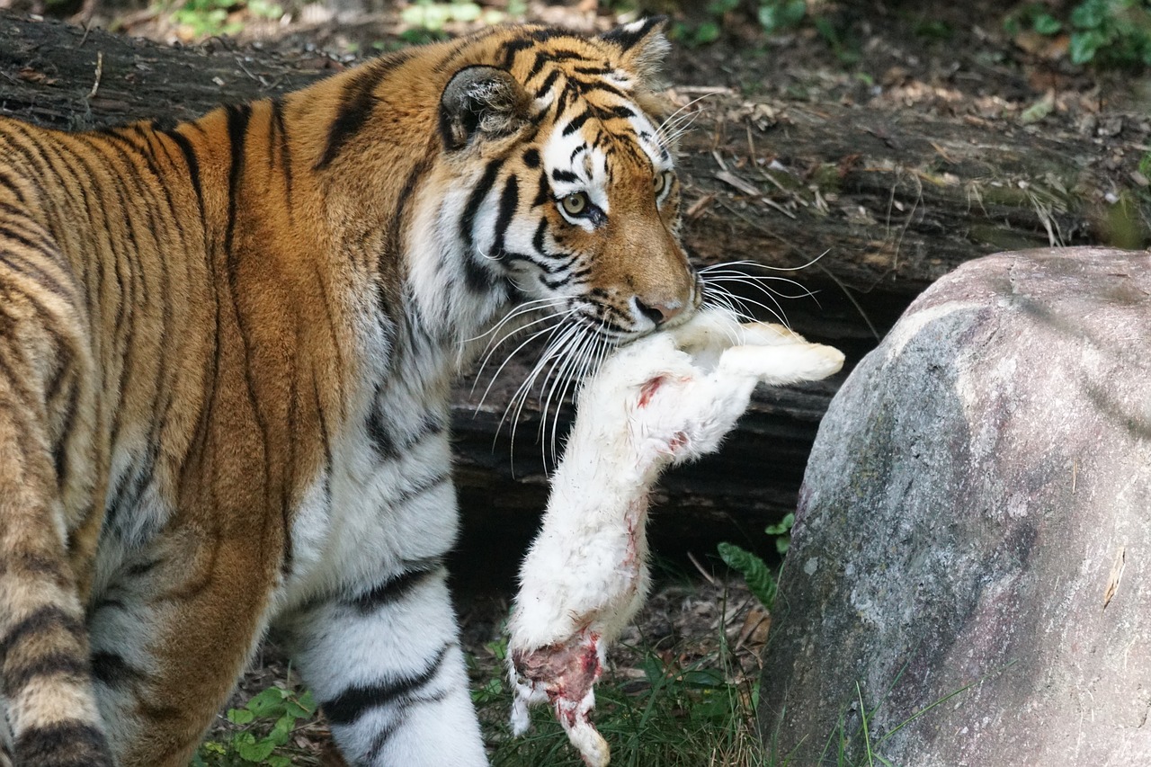 Tigras, Amurtiger, Plėšrūnas, Katė, Mėsėdžiai, Siberianas, Pavojingas, Maistas, Kiškis, Zoologijos Sodas