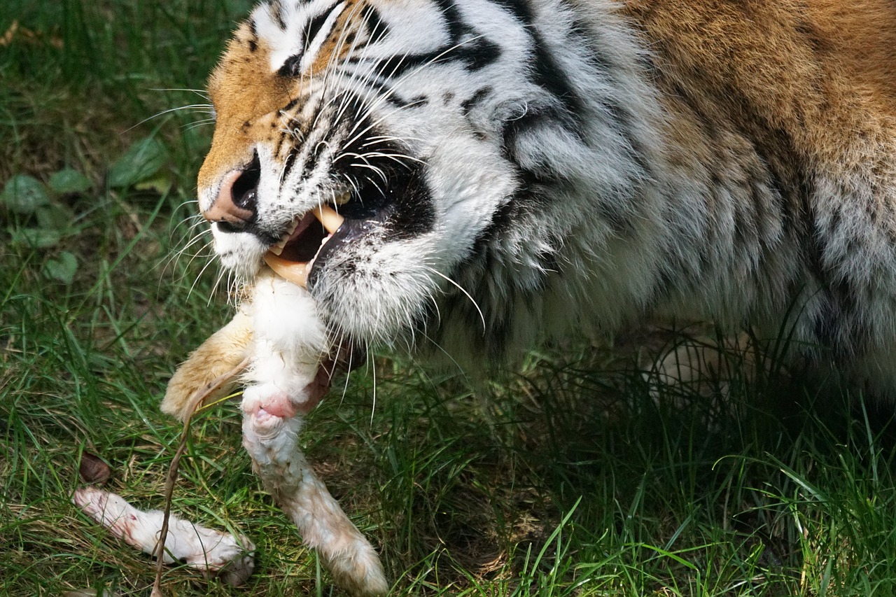 Tigras, Amurtiger, Plėšrūnas, Katė, Mėsėdžiai, Siberianas, Pavojingas, Maistas, Kiškis, Zoologijos Sodas