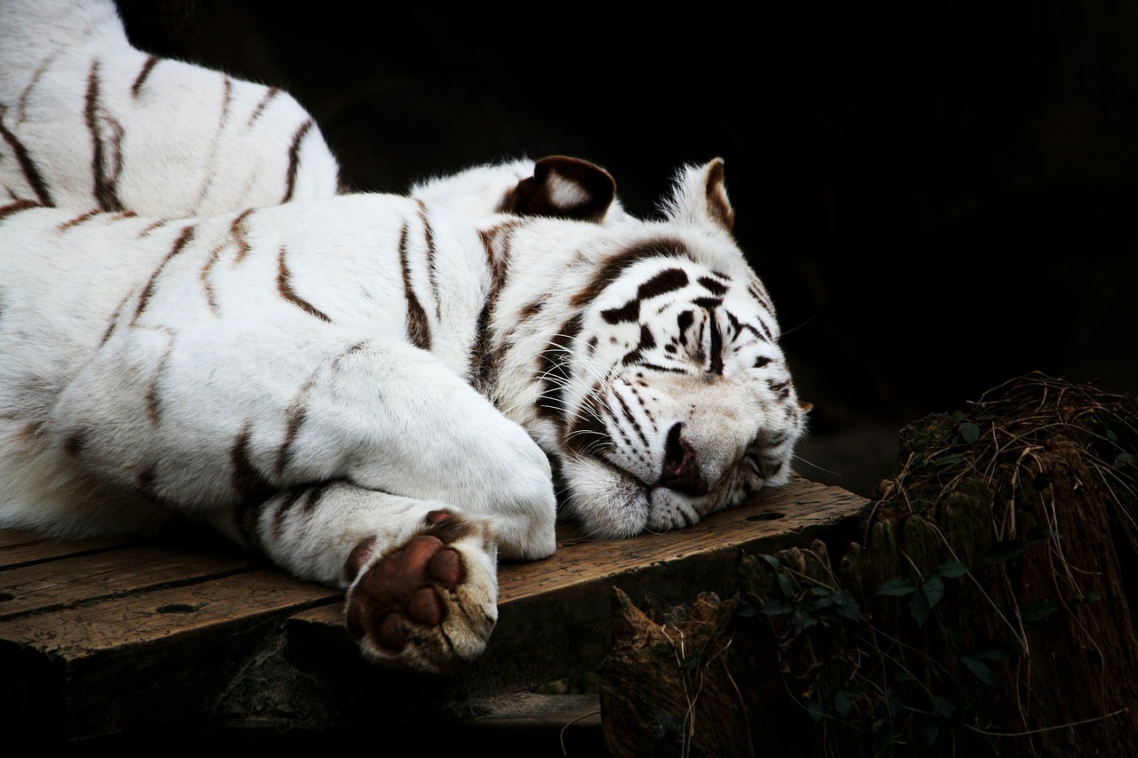 Tigras, Balta, Katė, Plėšrūnas, Gyvūnas, Laukinė Gamta, Miegoti, Mielas, Didingas, Nemokamos Nuotraukos