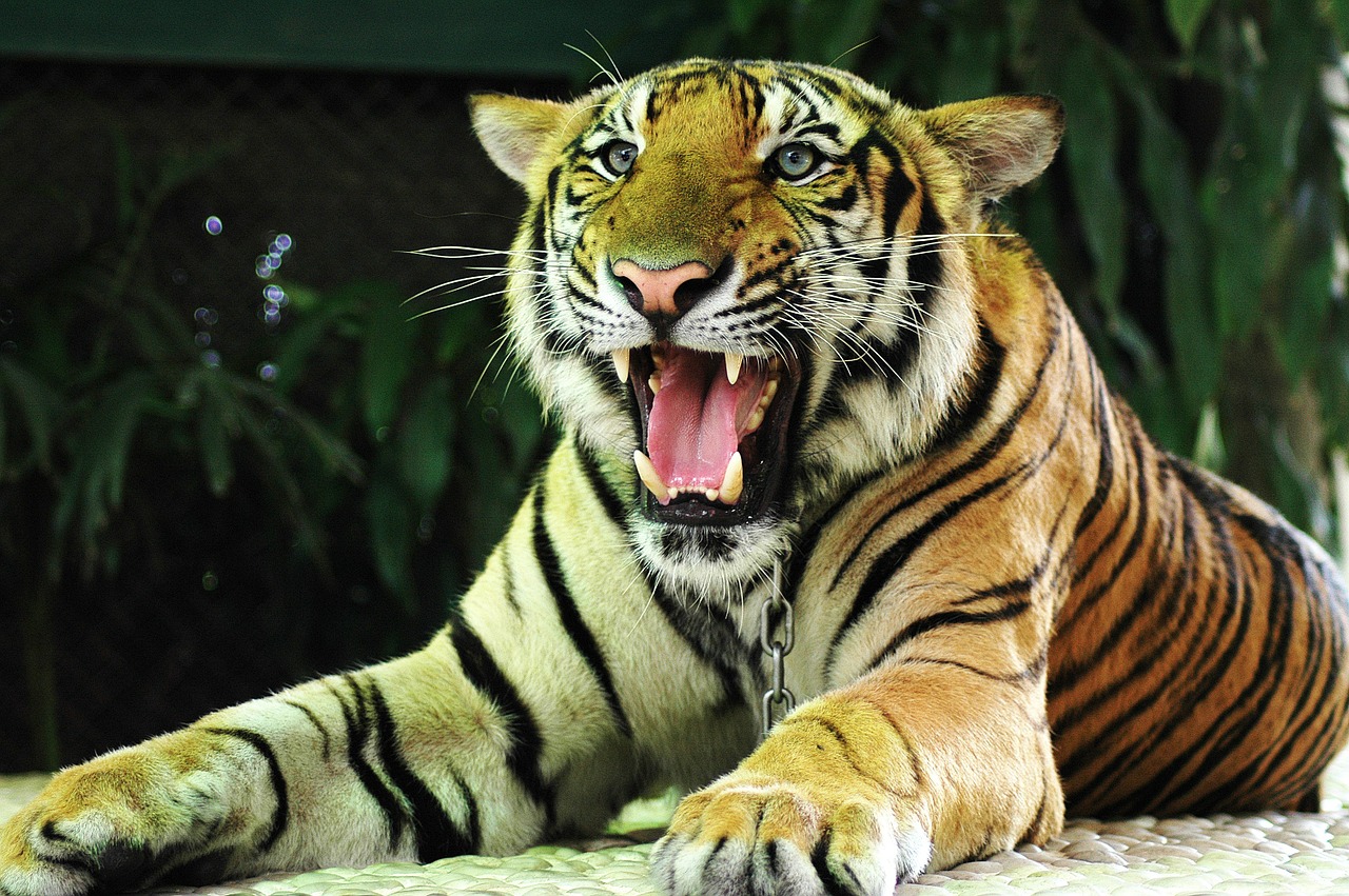 Tigras, Katė, Tailandas, Nemokamos Nuotraukos,  Nemokama Licenzija